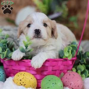 Murphy, Cavachon Puppy